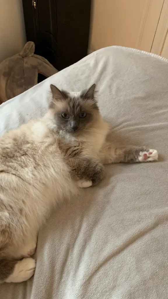 Chat Trouvé 75C Paris - Boo-(reconnu-sous-bébé)