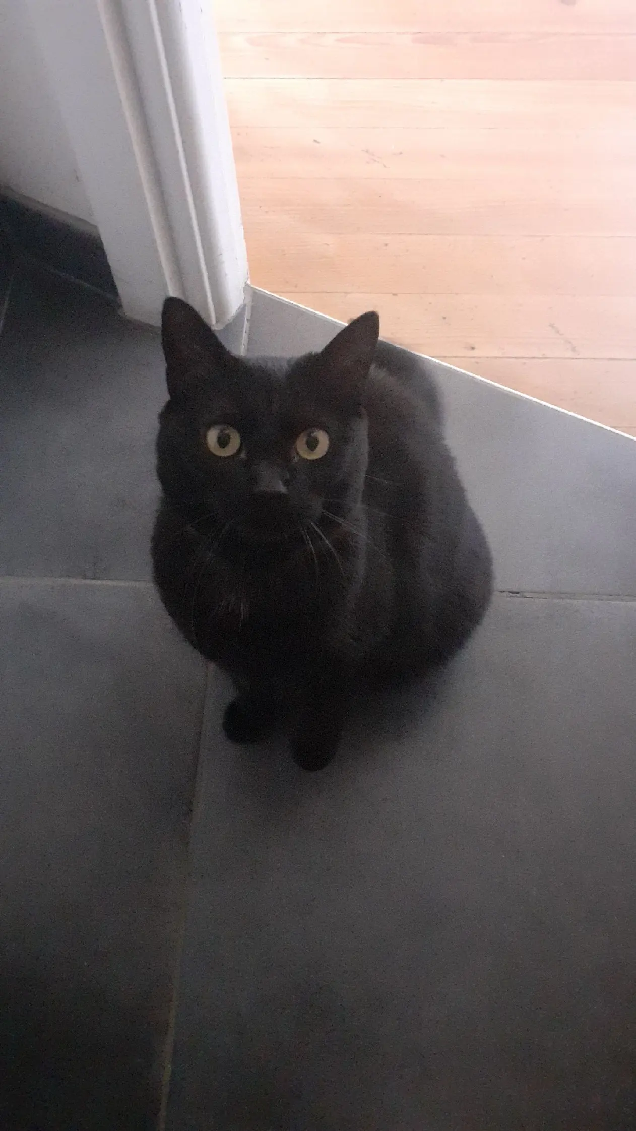 cat lost  Rue de la République 01990 Saint-Trivier-sur-Moignans Rosa