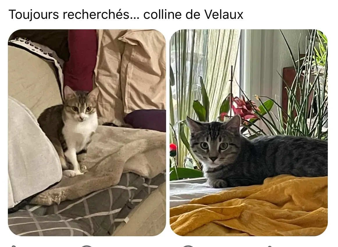 Chatte Perdue 13 Bouches-du-Rhône - Canaille-et-fripouille