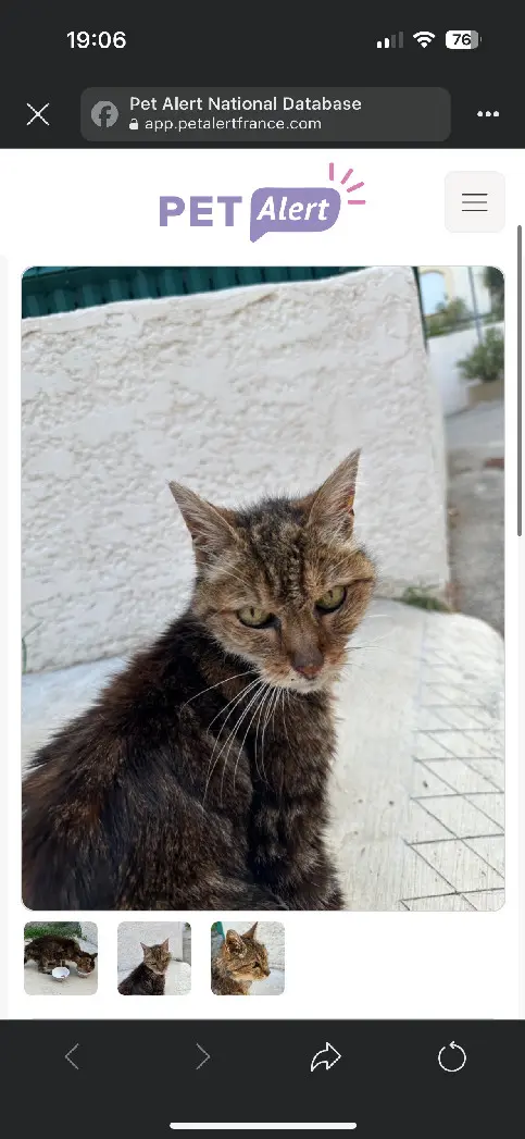 Chatte Perdue 13 Bouches-du-Rhône Marseille - Nappy