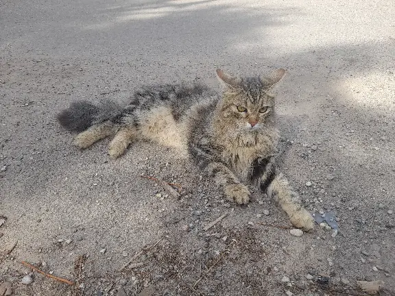 Chatte Perdue 13 Bouches-du-Rhône - Tsunami