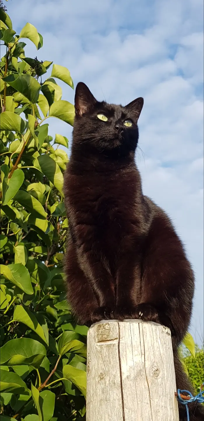 Chatte Perdue 29 Finistère - Prunelle