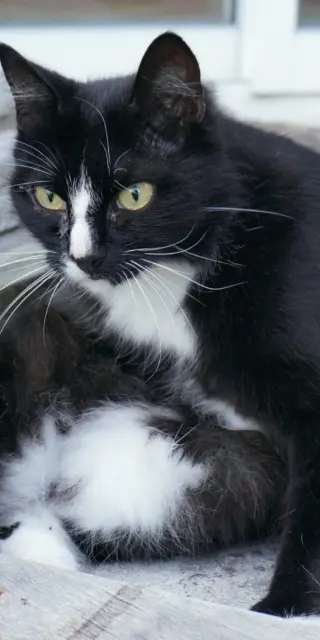 cat lost   29900 Concarneau Zelda