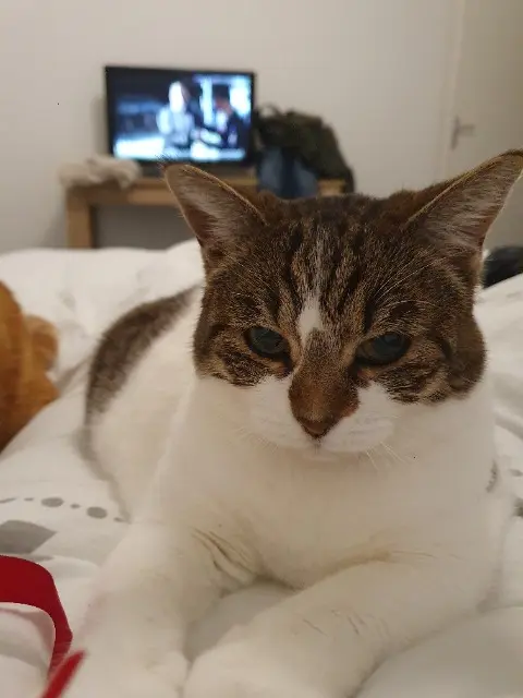 cat lost   31140 Montberon Chacha