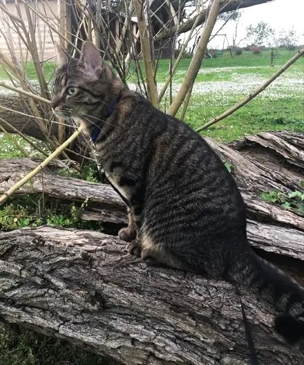 Chatte Perdue 31 Haute-Garonne - Chatouille