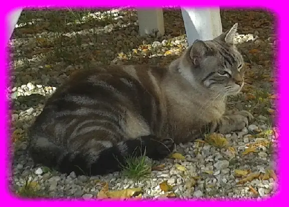 Chatte Perdue 31 Haute-Garonne - Luna