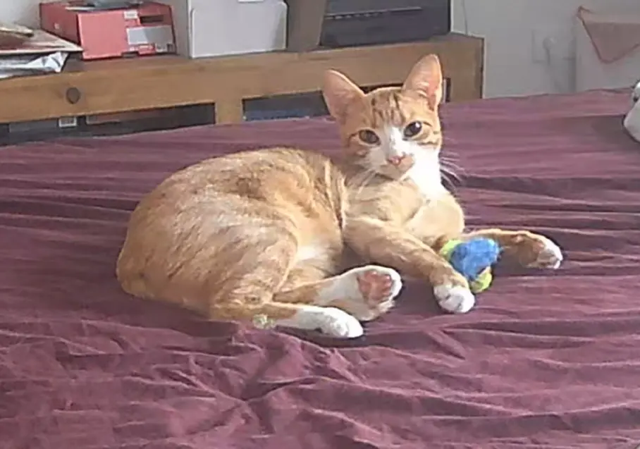 cat lost  Rue Victor Hugo 31150 Bruguières Peach