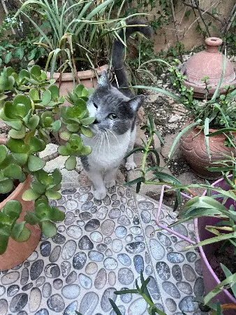 cat lost   31100 Toulouse Zoé 