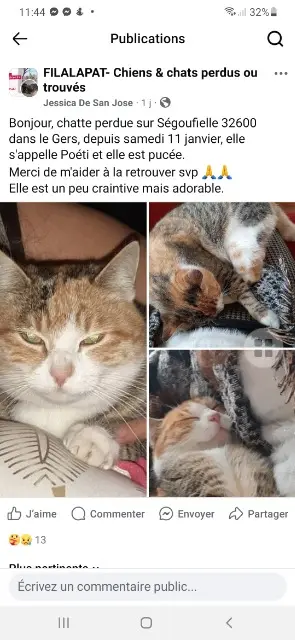 cat lost   32600 Ségoufielle Poéti