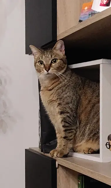 cat lost   33700 Mérignac Hopper