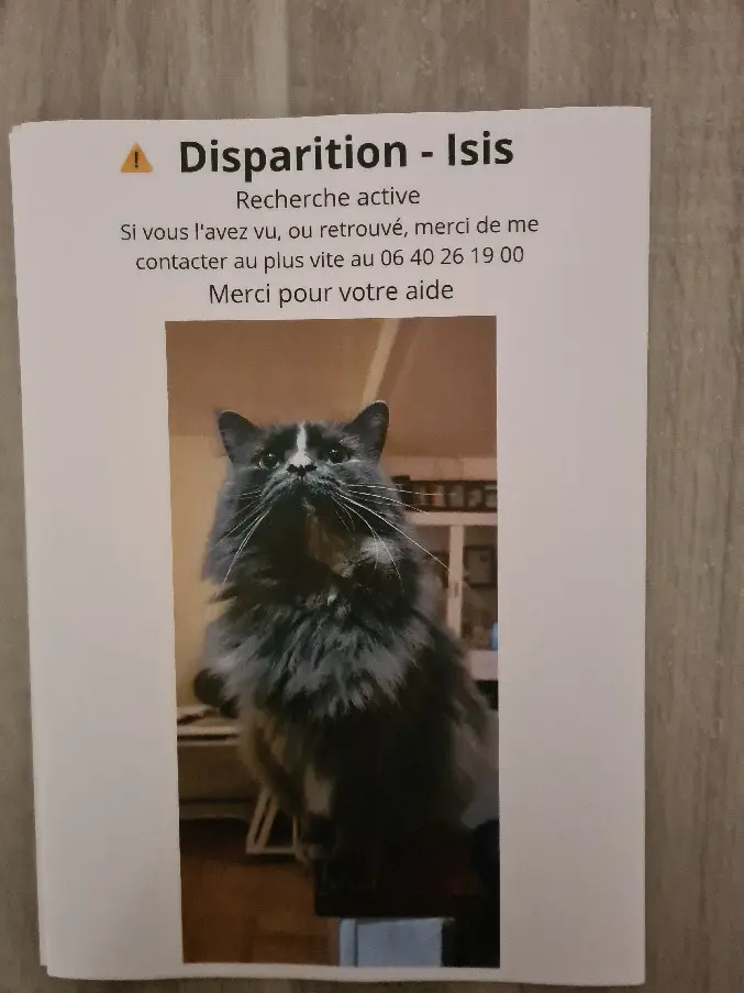 Chatte Perdue 34 Hérault - Isis