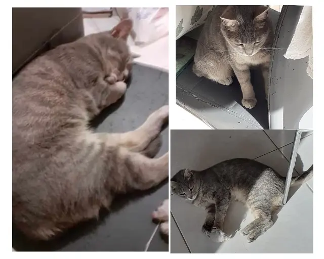 cat lost   34500 Béziers Thélia