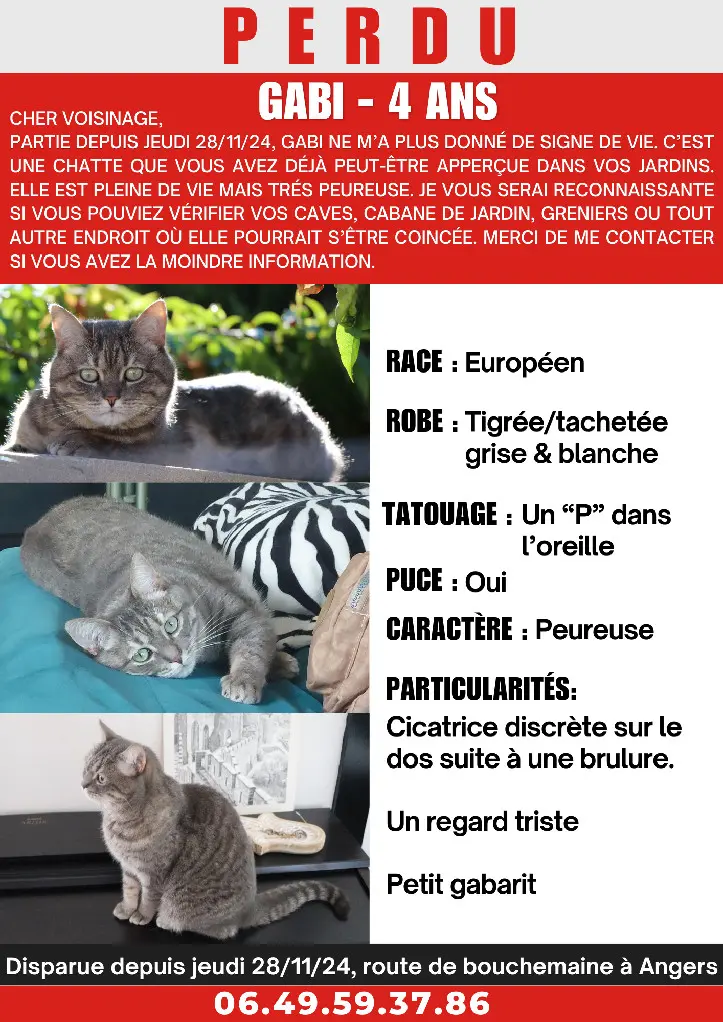 Chatte Perdue 36 Indre - Gabi