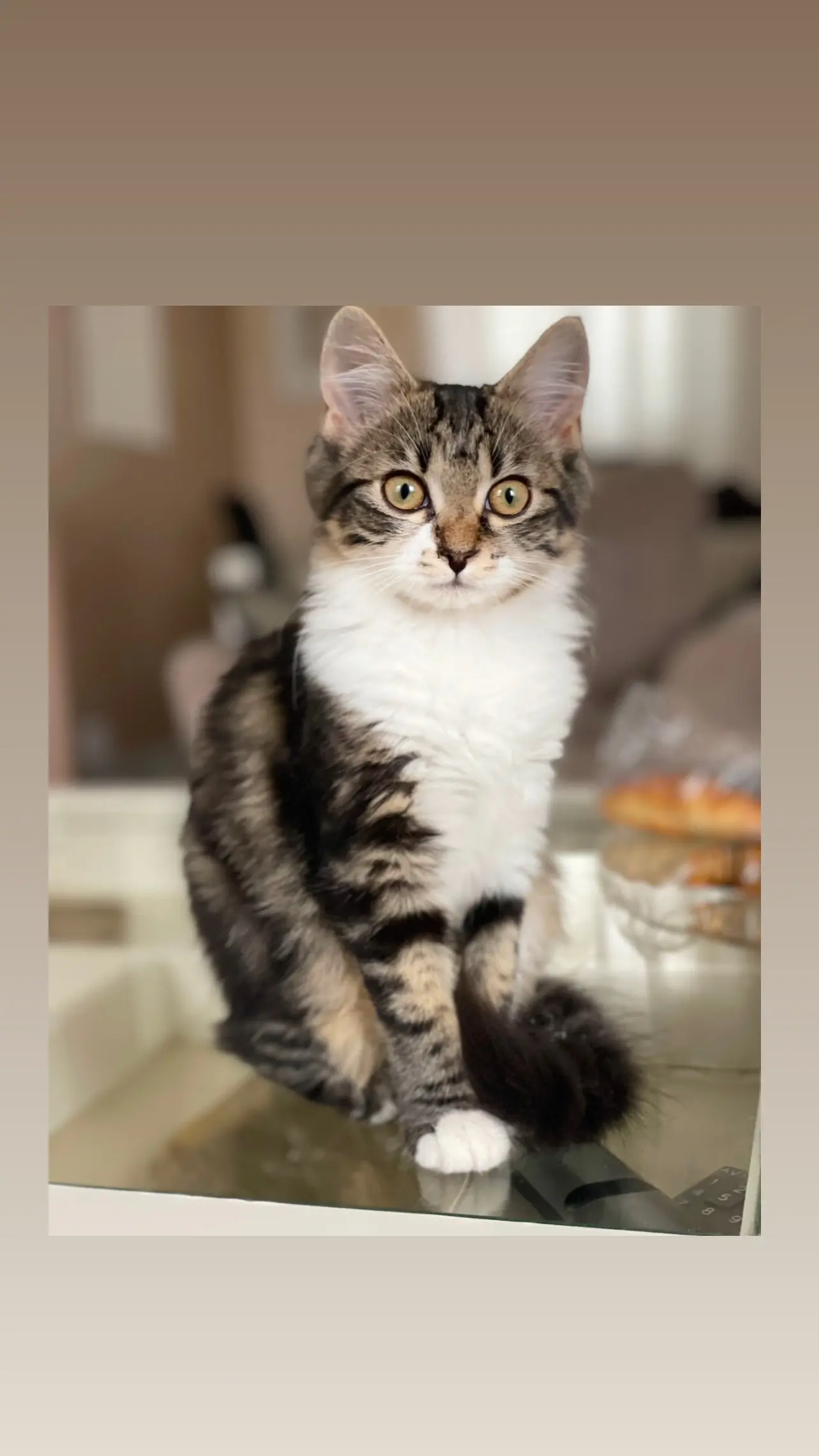 cat lost  D 51 36230 Sarzay Luna