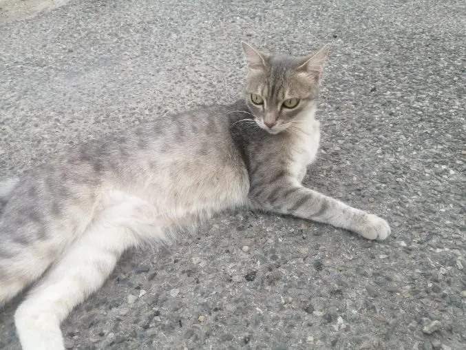 cat lost  D 51 36230 Sarzay Nouchka 