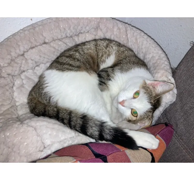 Chatte Perdue 36 Indre - Tia