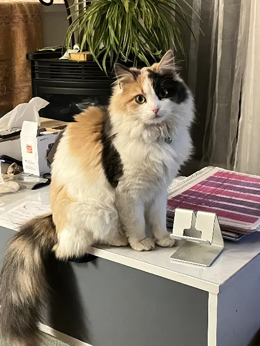 cat lost  D 51 36230 Sarzay Vahiné 