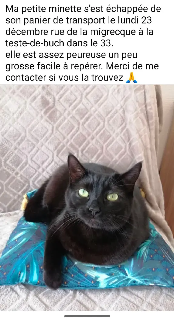 cat lost  D 51 36230 Sarzay 