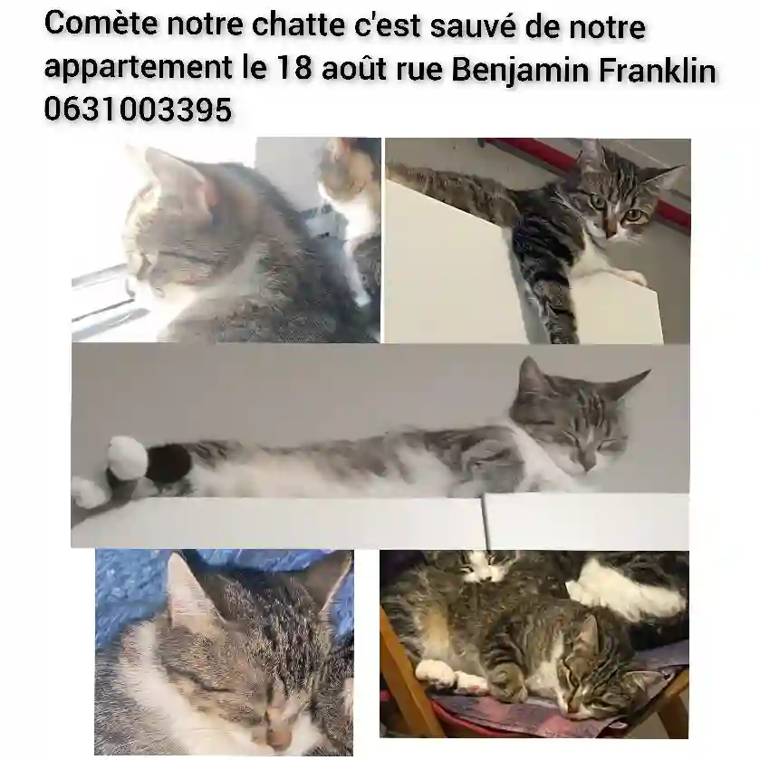 Chatte Perdue 37 Indre-et-Loire Tours - Comète