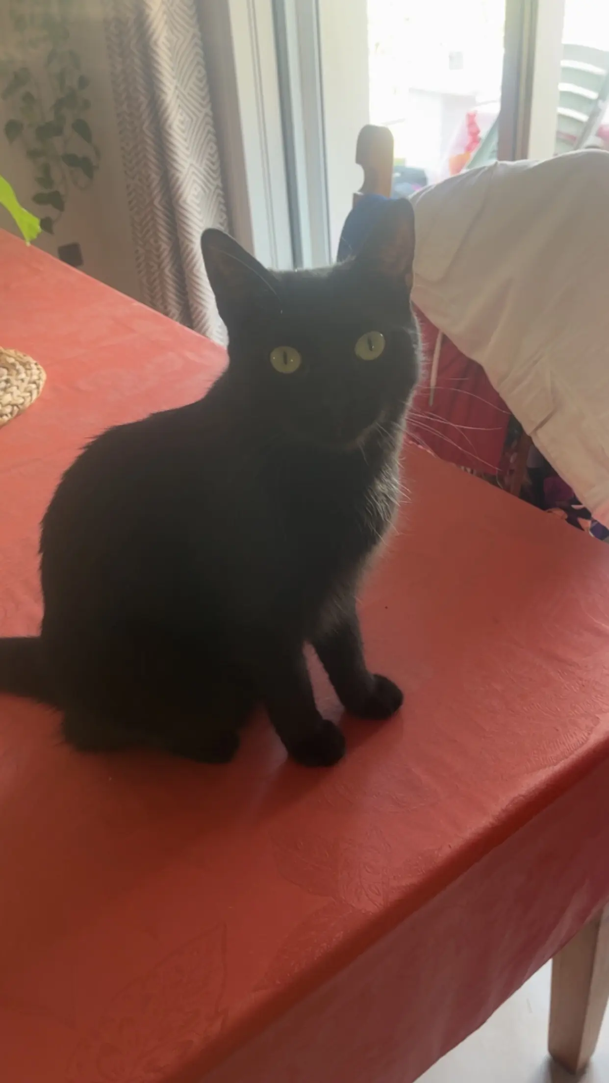 Chatte Perdue 38 Isère Ruy-Montceau