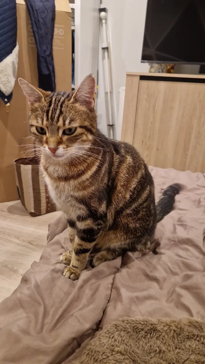 cat lost 150 Rue de la Garenne 38780 Septème Twyla