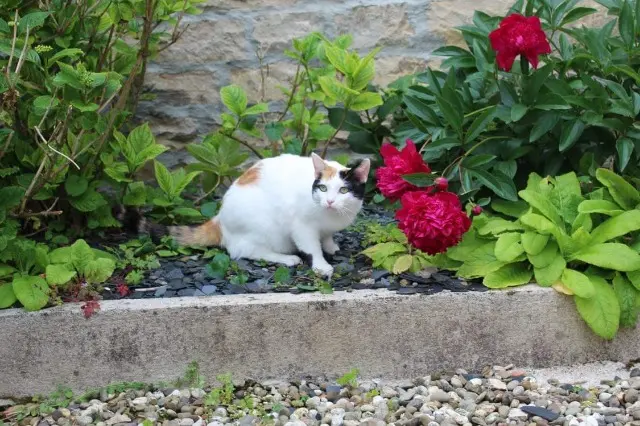 cat lost   39000 Lons-le-Saunier Romy