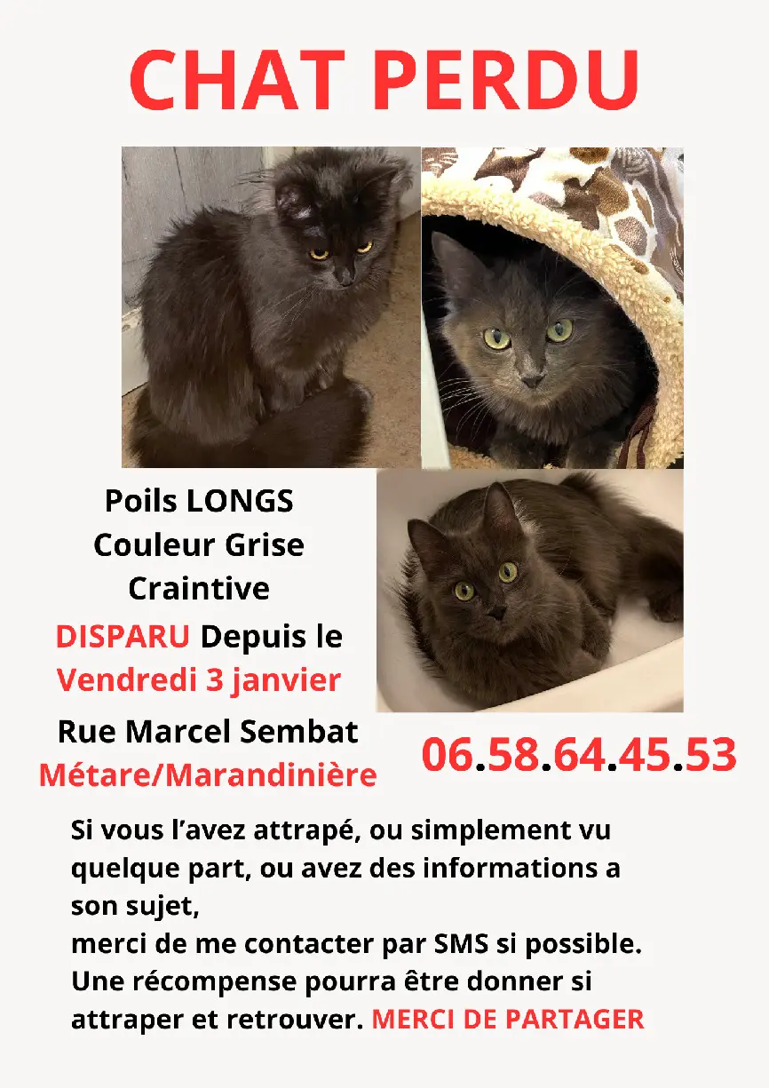 Chatte Perdue 42 Loire Saint-Étienne