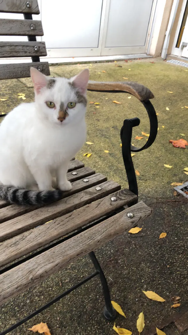 cat lost  Rue de l'Hôtel de Ville 43230 Paulhaguet 