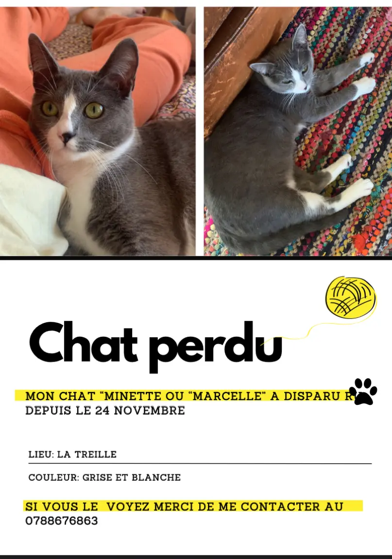 Chatte Perdue 44 Loire-Atlantique - Minette-ou-marcelle