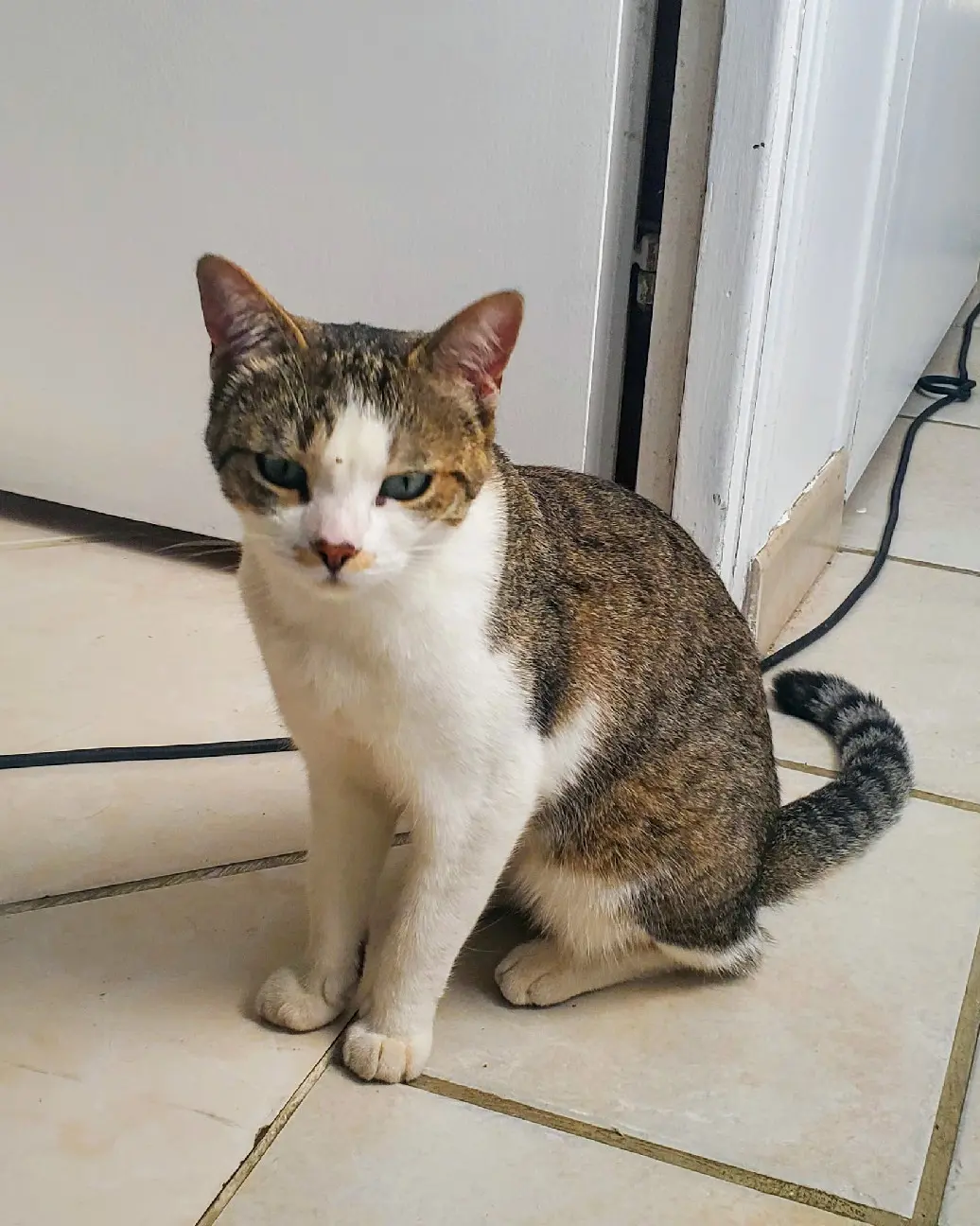 Chatte Perdue 44 Loire-Atlantique - Sweetie