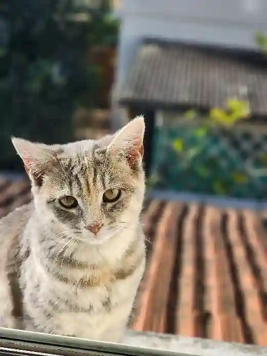 Chatte Perdue 47 Lot-et-Garonne - Bono