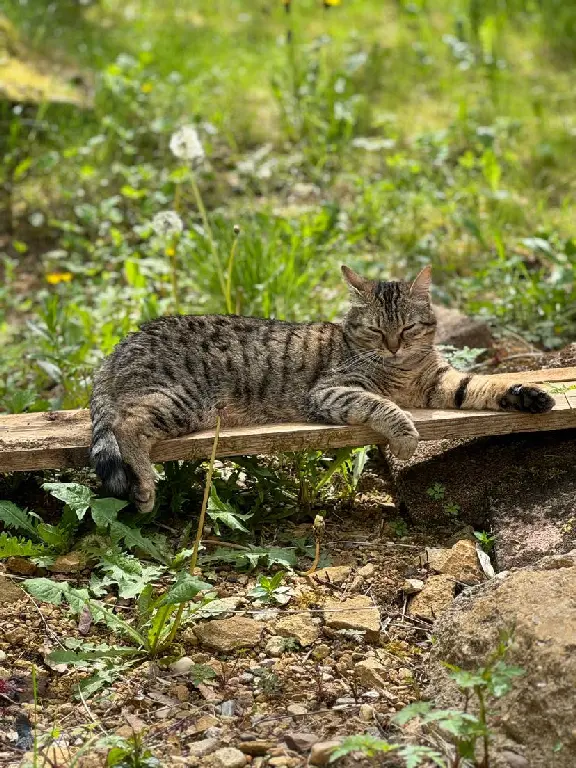 Chatte Perdue 54 Meurthe-et-Moselle - Soja