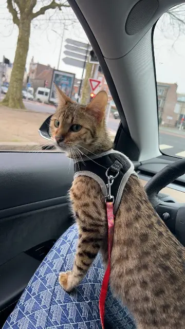 cat lost   59100 Roubaix Tesla