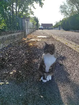 Chatte Perdue 63 Puy-de-Dôme