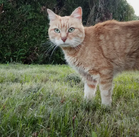 Chatte Perdue 63 Puy-de-Dôme - Chipie