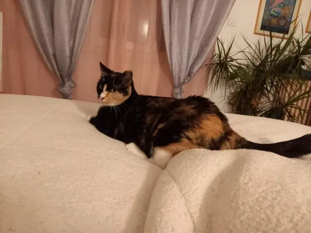 cat lost   66150 Arles-sur-Tech Ama