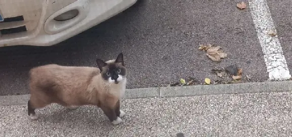 Chatte Perdue 66 Pyrénées-Orientales - Isis