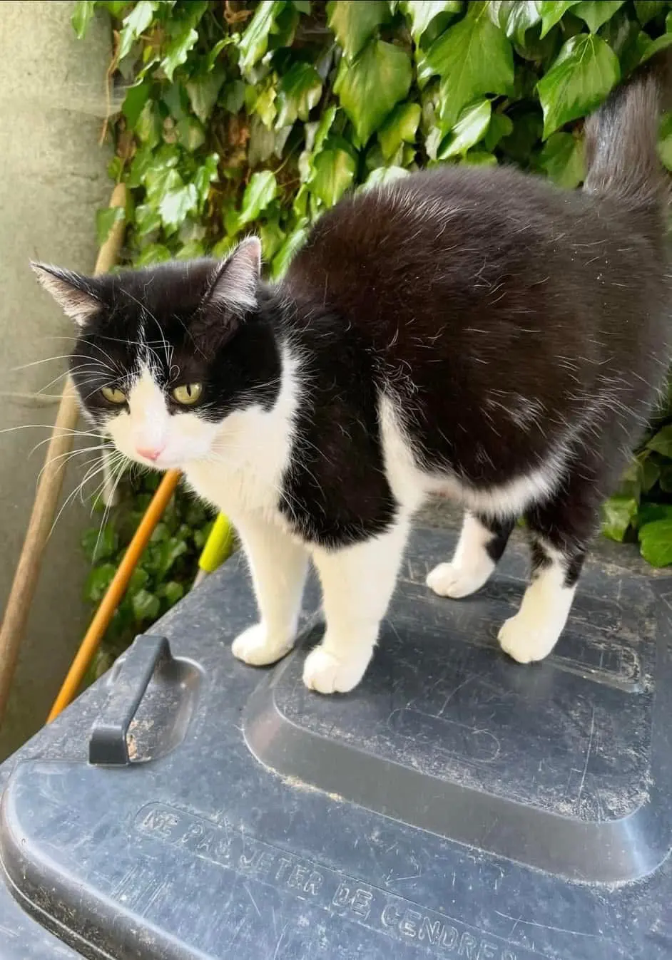 cat lost 9 Rue du Cimetière 67410 Rohrwiller Lilou 