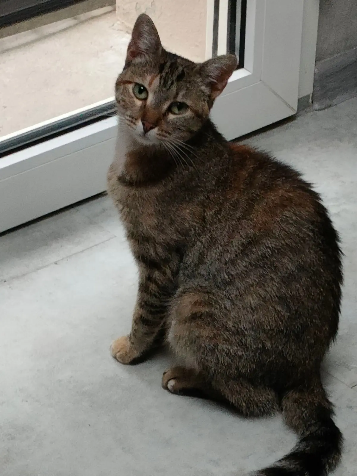 Chatte Perdue 67 Bas-Rhin