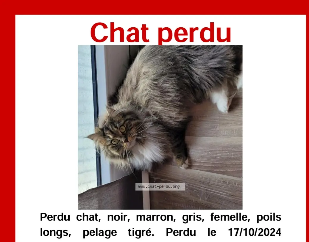 Chatte Perdue 68 Haut-Rhin - Fiona