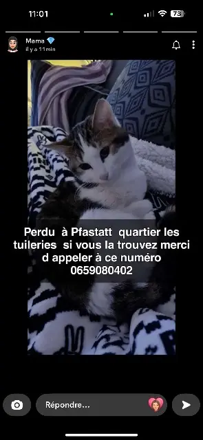 cat lost   68120 Pfastatt Titounis