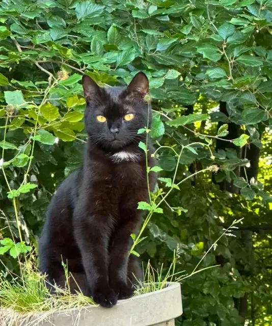 cat lost   70300 Luxeuil-les-Bains Mia