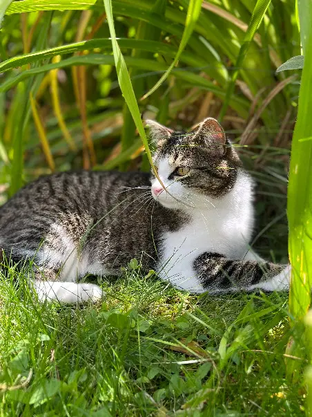 cat lost 731 Rue de la Ronze 71850 Charnay-lès-Mâcon Jazz