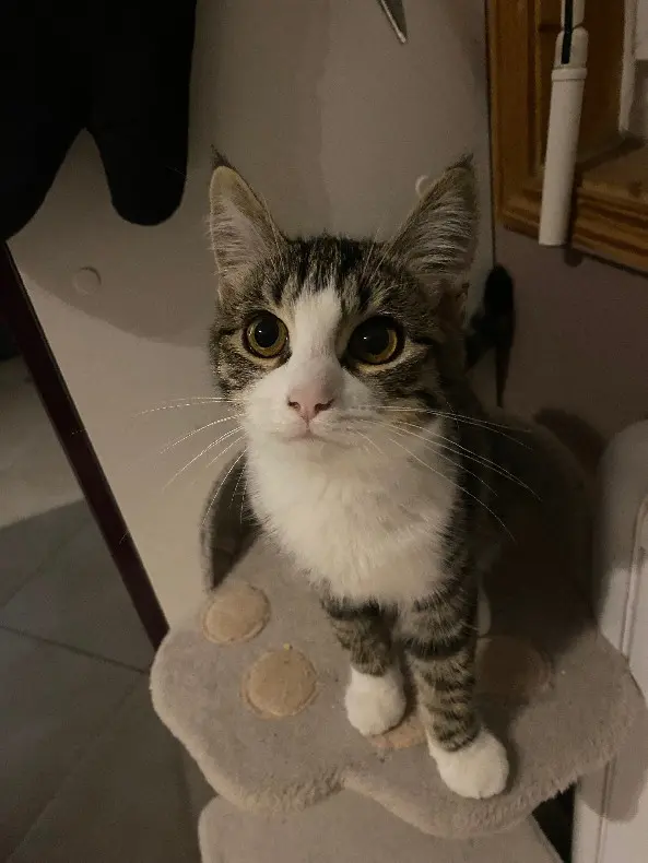 cat lost  Grande Rue 72160 Thorigné-sur-Dué Ruby