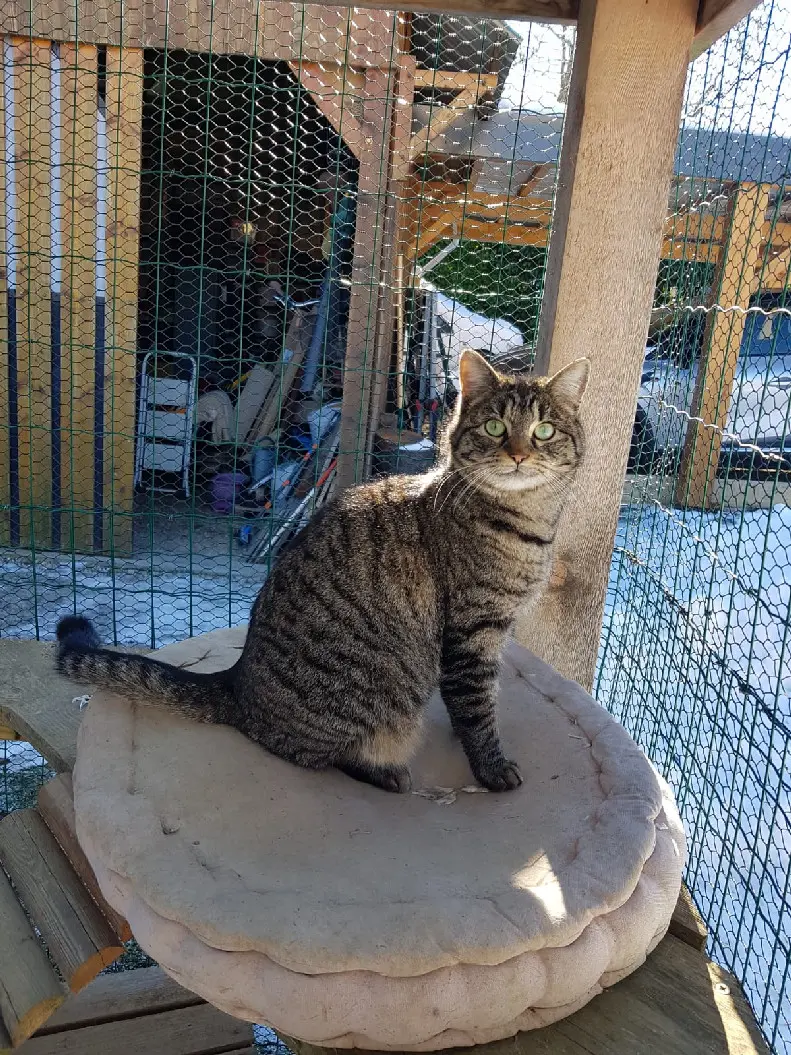 Chatte Perdue 73 Savoie - Tisha