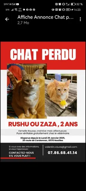 cat lost   81170 Noailles Rushu ou Zaza