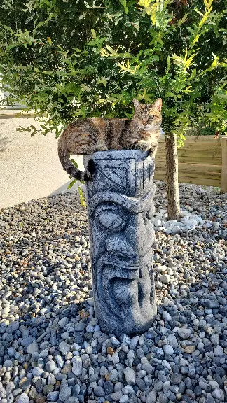 Chatte Perdue 85 Vendée Talmont-Saint-Hilaire