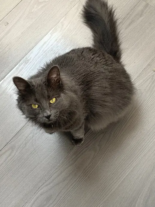 cat lost   88340 Le Val-d'Ajol Granola 