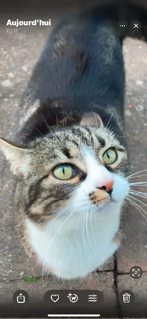 Chatte Perdue 90 Territoire-de-Belfort