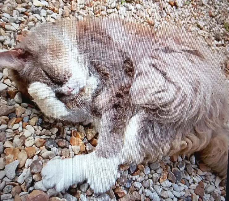 cat lost  Place du Patrouillot 91530 Le Val-Saint-Germain Loullig